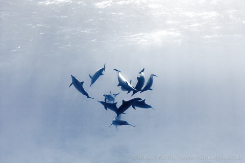 Monochrome dolphins - by Marinepix